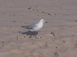 Seagull (1).jpg